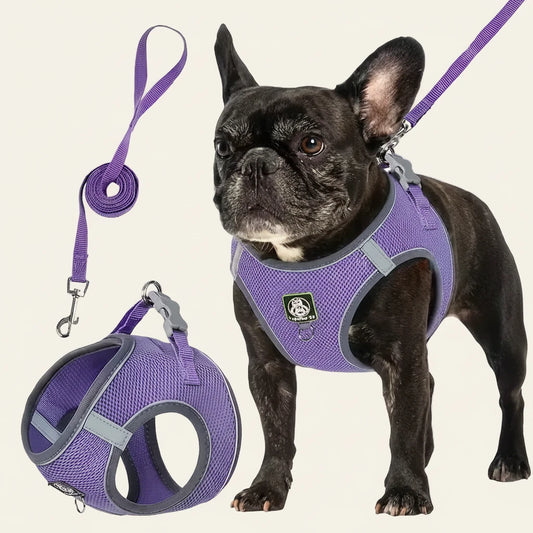 Dog wearing a purple harness with matching leash and ball toy on a white background