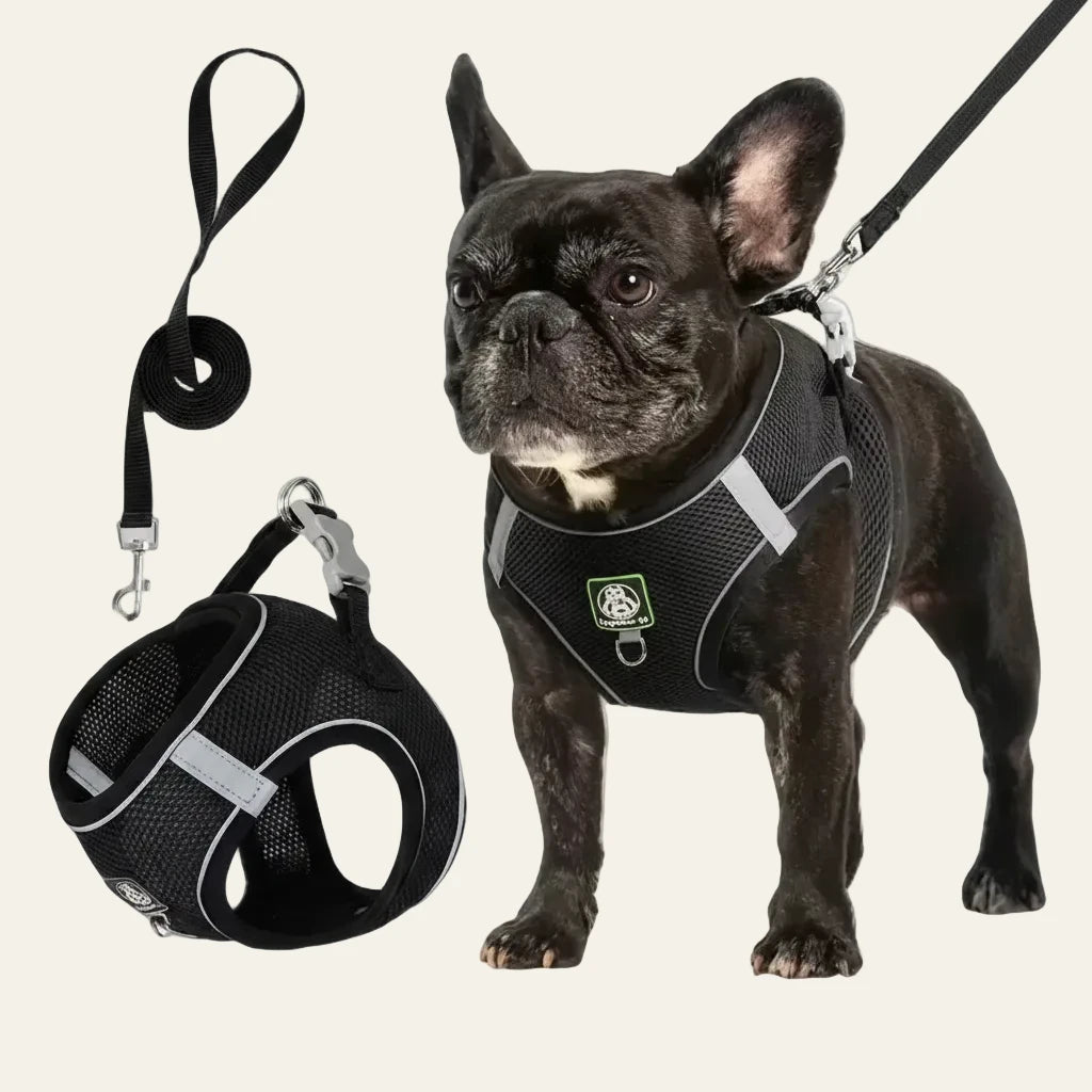 Dog wearing a harness with a leash and bag on a white background