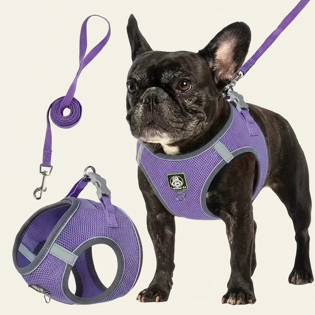 Dog wearing a purple harness with matching leash and ball toy on a white background