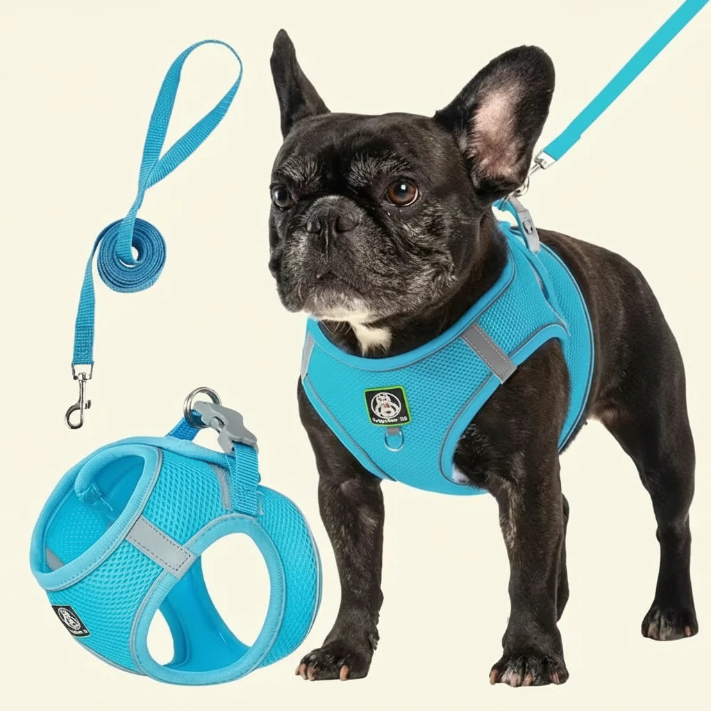 Dog wearing a blue harness and leash set on a white background