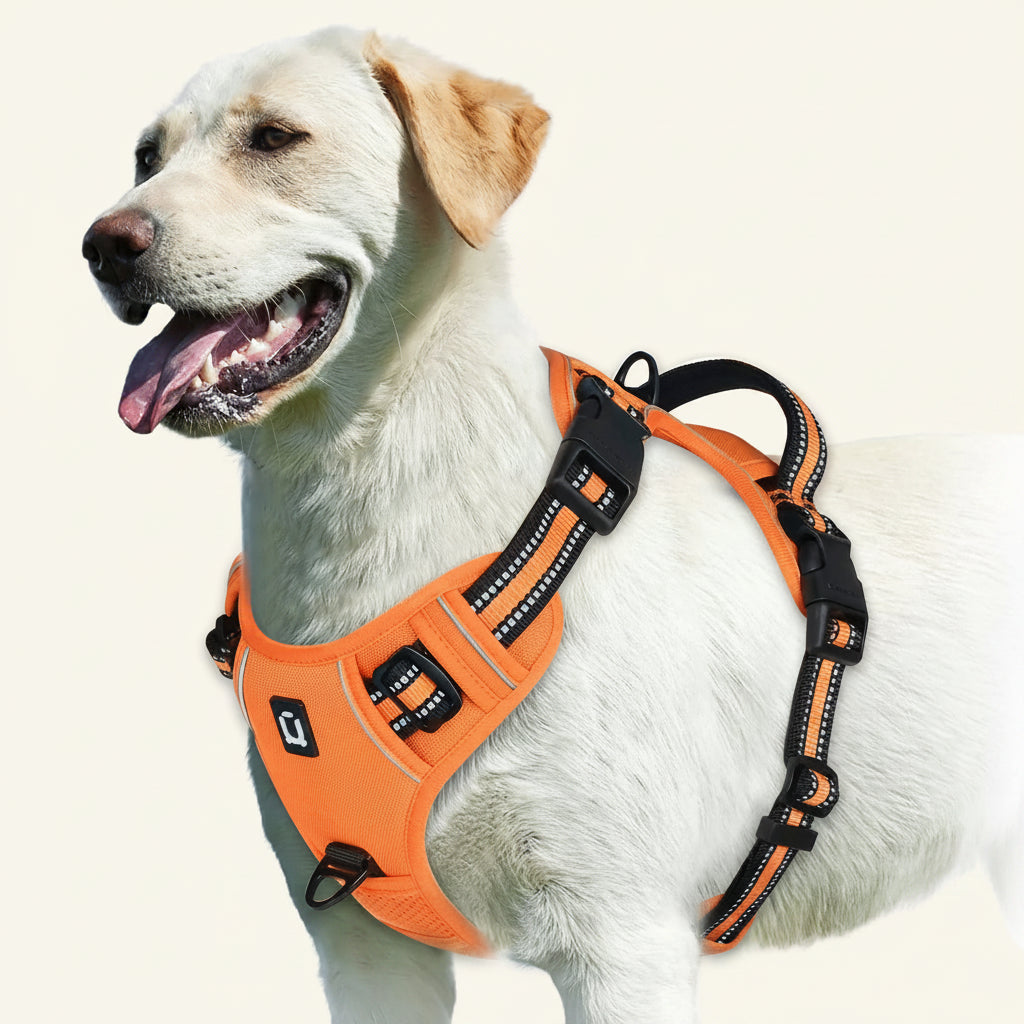 Dog wearing an orange harness on a white background