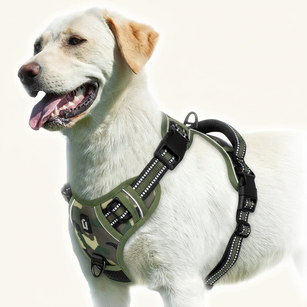 Dog wearing a green camouflage harness on a white background
