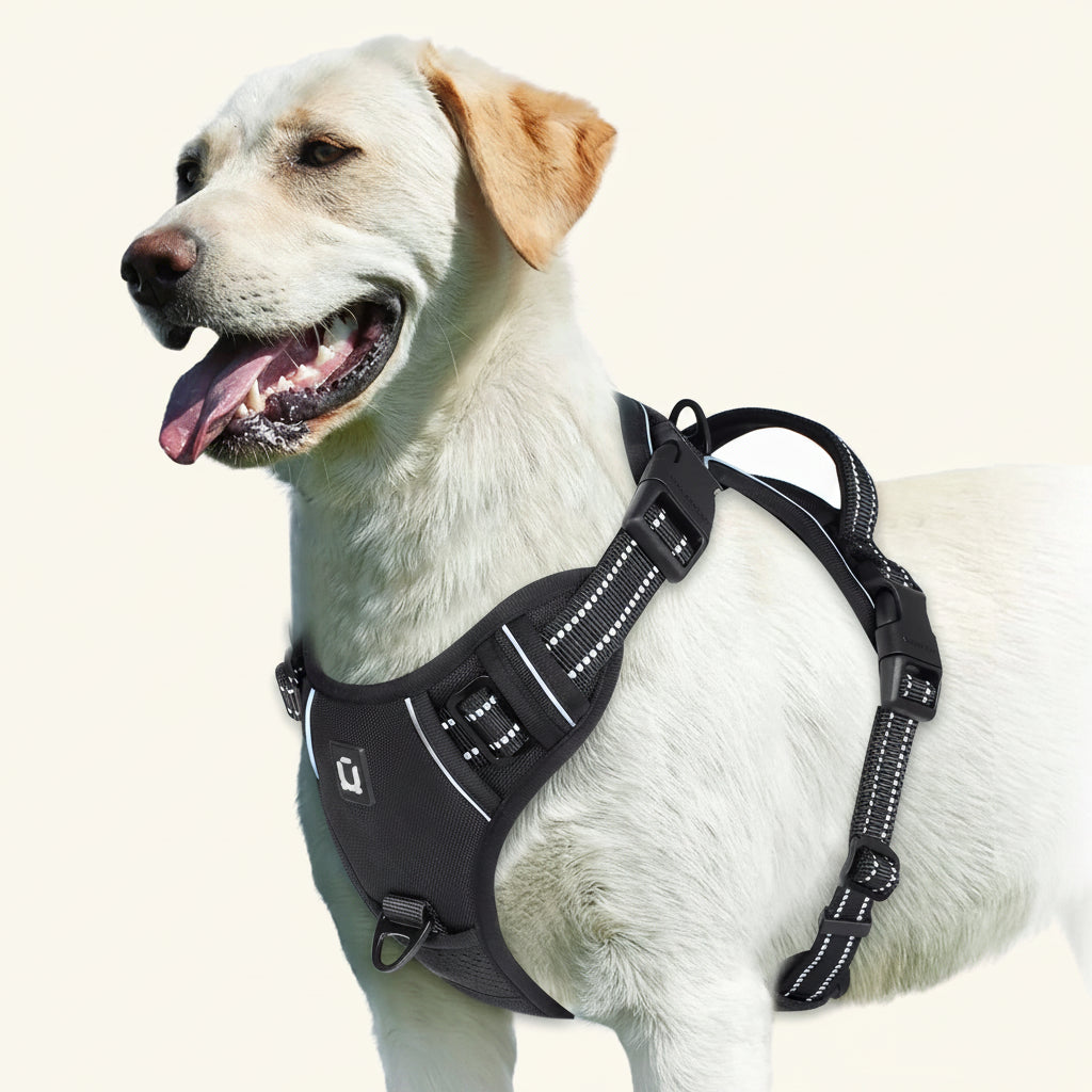 A light cream-colored Labrador Retriever wearing a black dog harness with reflective white stripes, shown against a solid white background.