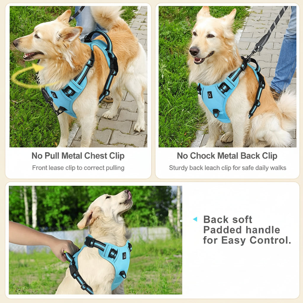 Dog wearing a blue harness with features highlighted on a green background