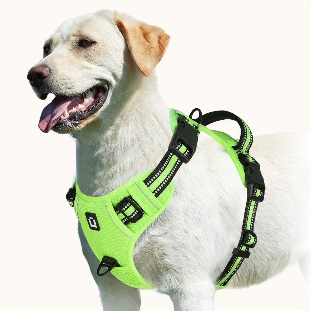 A white Labrador Retriever wearing a bright neon green and black reflective dog harness, shown against a solid white background.